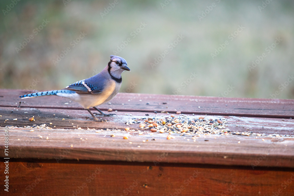 Obraz premium Curious blue jay looking at seeds and nuts