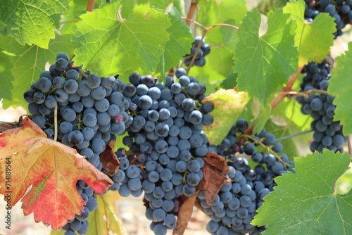 Fotografie bunch of grapes on vine