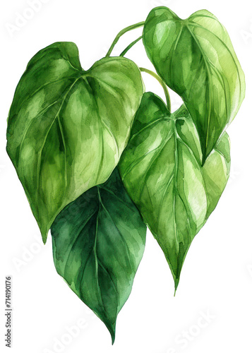 Watercolor illustration of Philodendron leaves, transparent background (PNG) photo