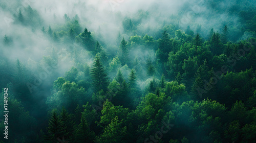 A photographic bird's-eye view of early morning mist enveloping a dense forest