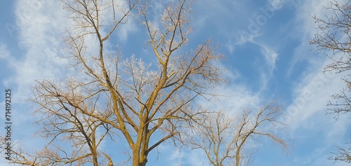 Temps d'hiver, les branches d'arbre gelées avec un beau ciel bleu et des nuages 