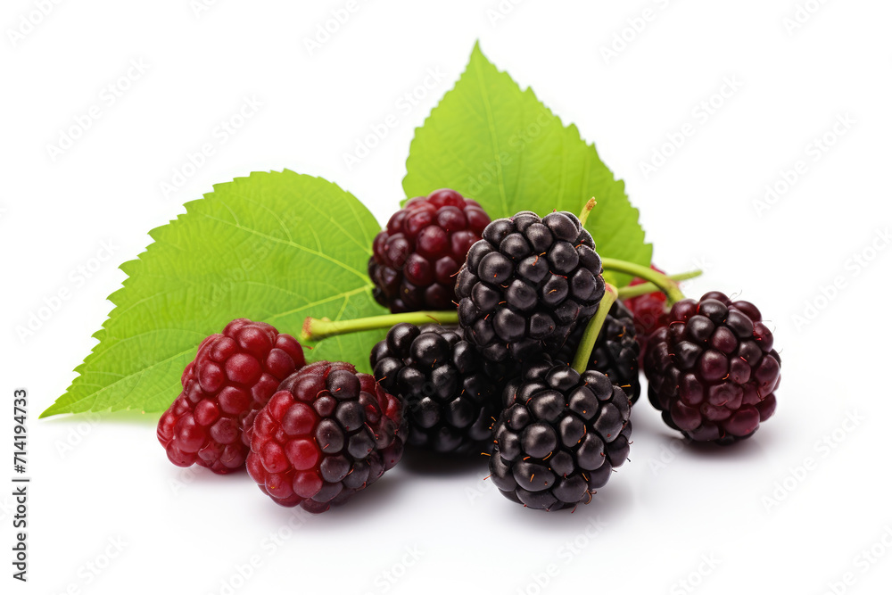 Mulberry, white isolated background Mulberry, white isolated background