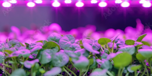 Healthy organic food concep...