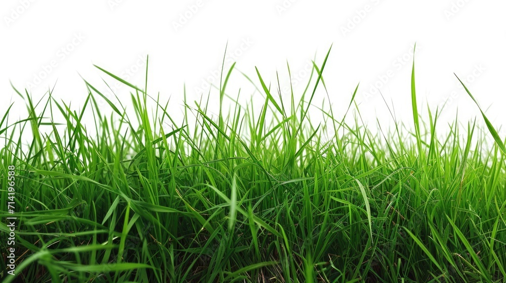 Obraz premium Isolated green grass on a white background
