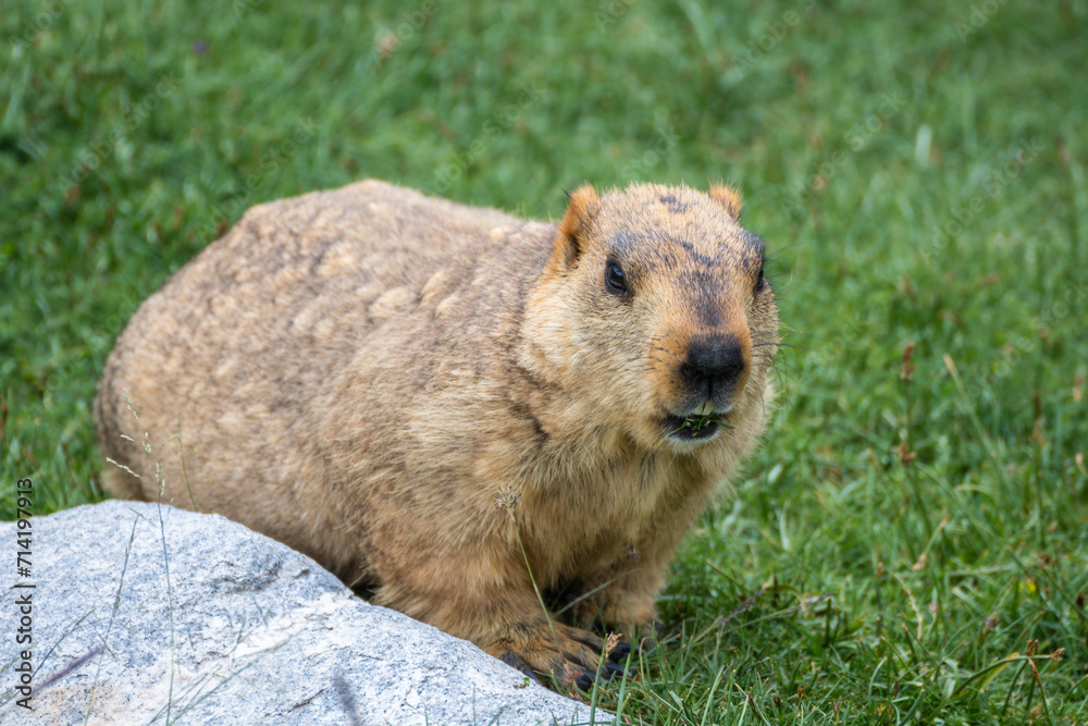 Marmots in the Himalayas, Ladakh, North India Marmots in the Himalayas, Ladakh, North India