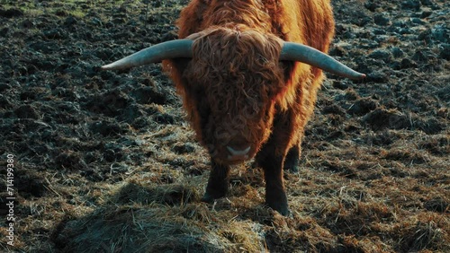 Cinematic footage, Beautiful horned Highland Cattle at Sunrise on a Frozen Meadow, highland cow and calf, A heard of Norwegian highland cattle graze in a rocky pasture photo