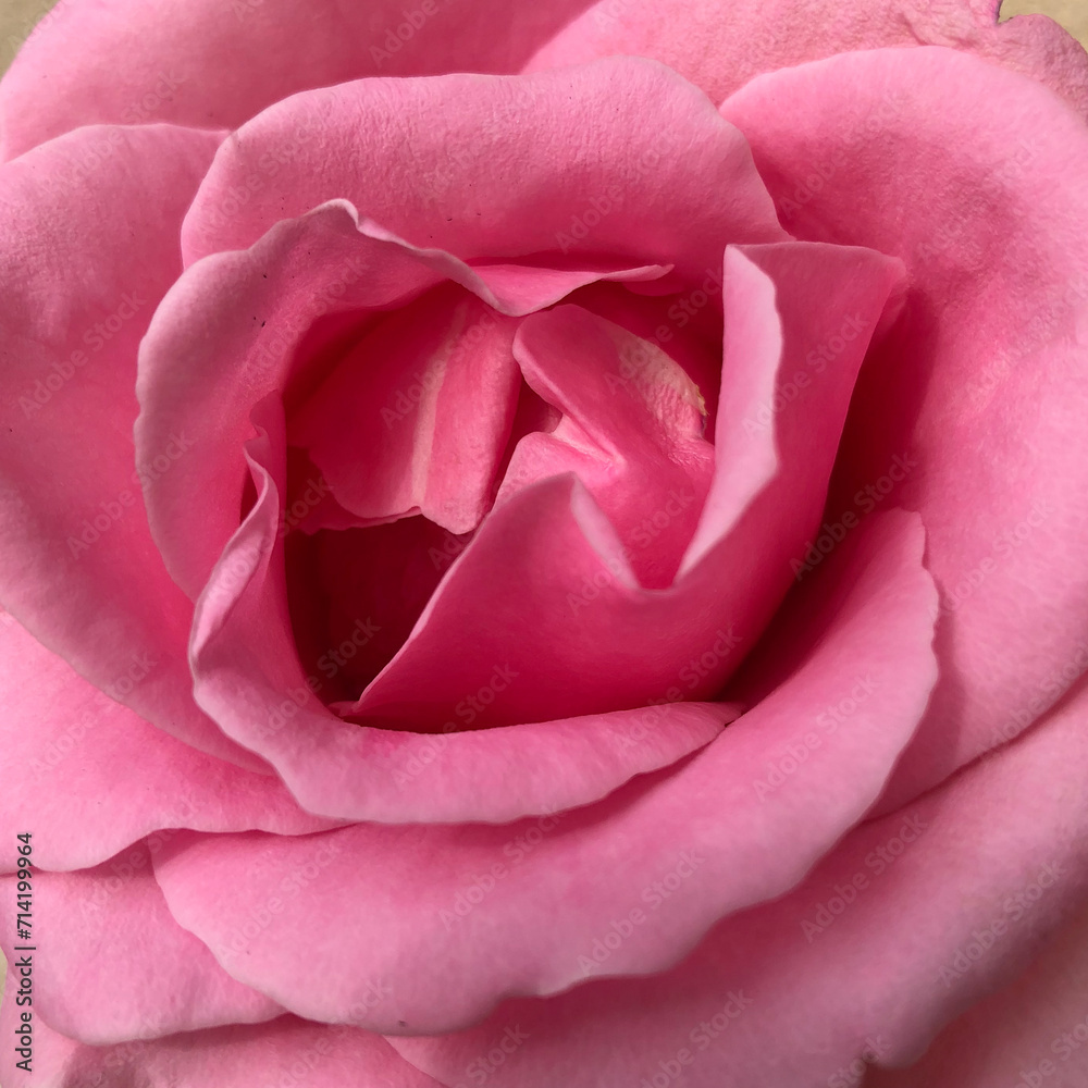 Rose rose Rose rose
