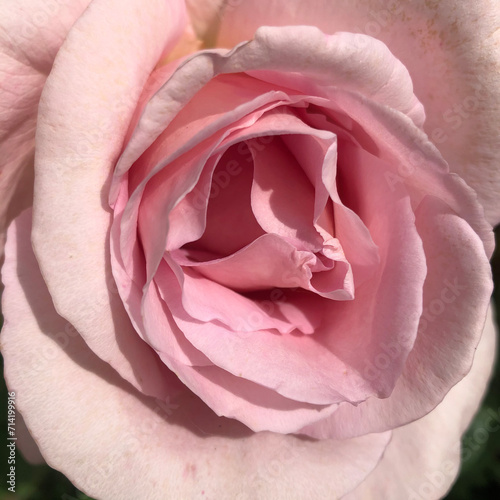 Rose vieux rose