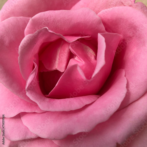 Rose rose