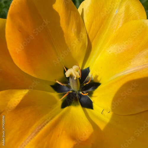 Tulipe jaune