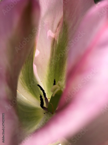 Tulipe macro