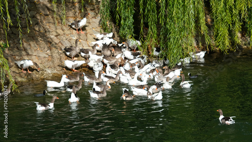 willow trees, river and ducks photo