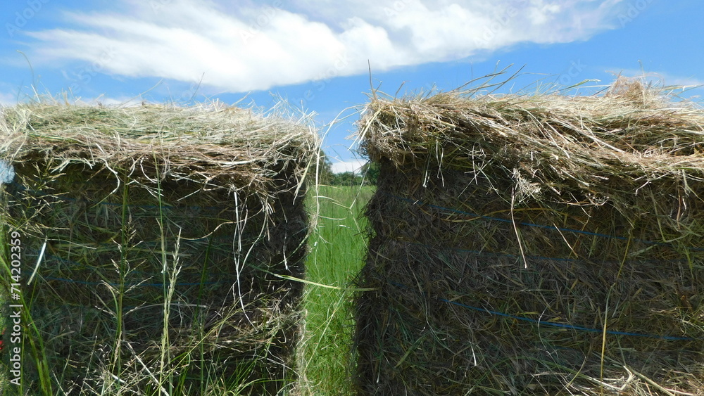 Closeup Round Green Lucerne Grass Bales on a Lucerne field under a blue sky with streaky white clouds Closeup Round Green Lucerne Grass Bales on a Lucerne field under a blue sky with streaky white clouds