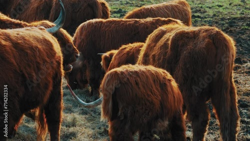 Cinematic footage, Beautiful horned Highland Cattle at Sunrise on a Frozen Meadow, highland cow and calf, A heard of Norwegian highland cattle graze in a rocky pasture
