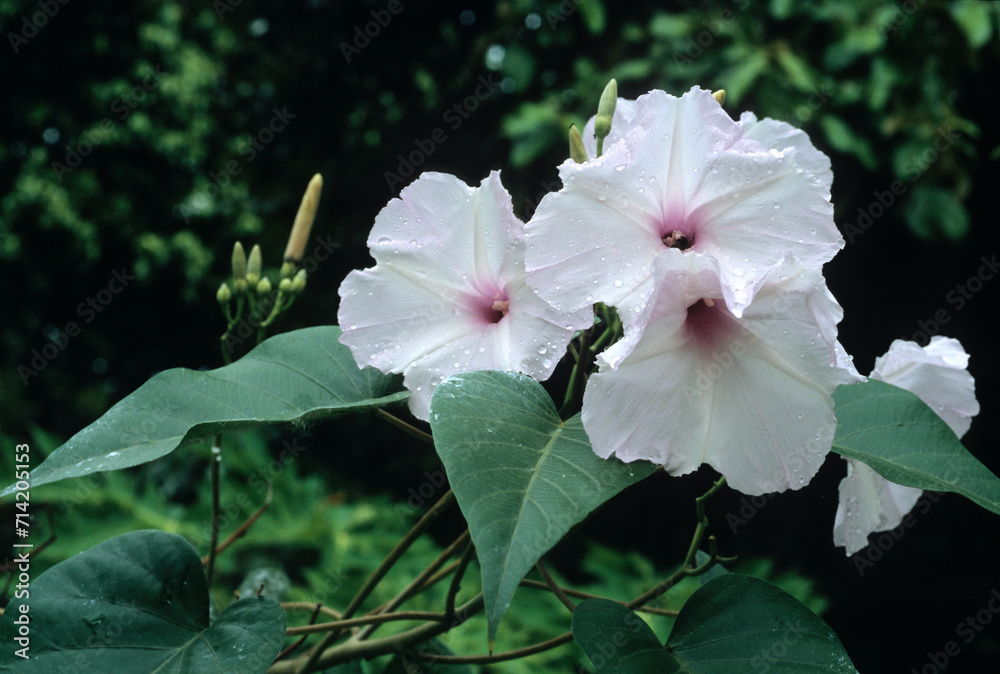 Obraz premium Ipomea carnea, Ipomée