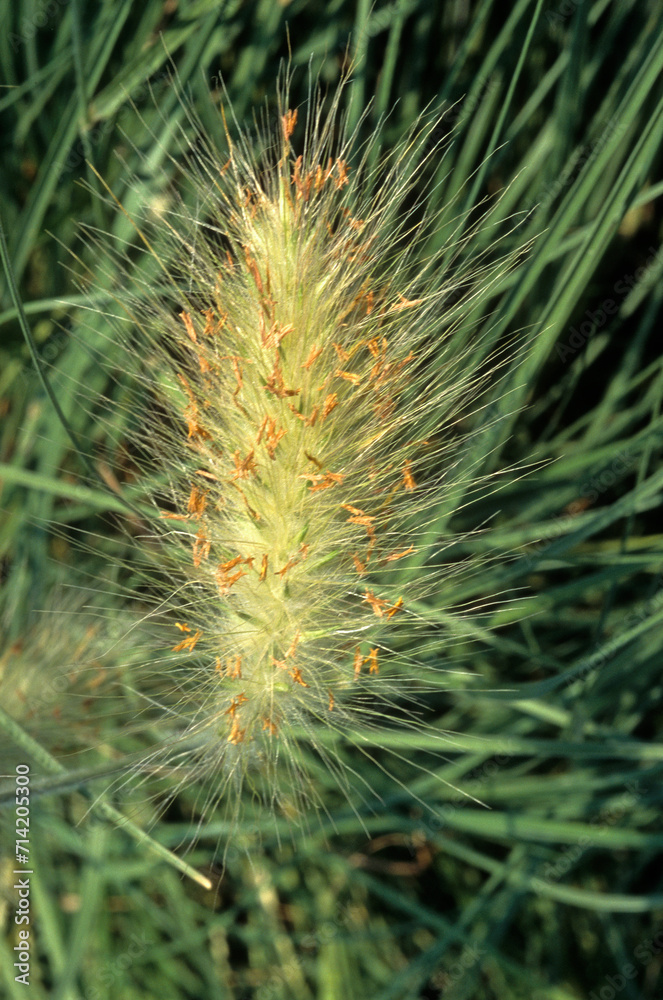 Pennisetum villosum , Graminée, Pennisetum hérissé Pennisetum villosum , Graminée, Pennisetum hérissé