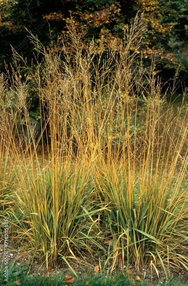 Fototapeta premium Molinia altissima subsp. arundinacea , Graminée