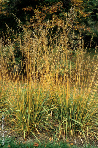 Molinia altissima subsp. arundinacea , Graminée photo