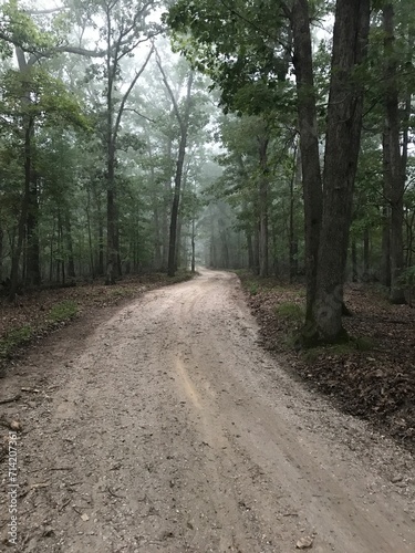 Dirt road through a foggy forest.