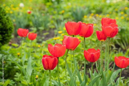Red tulips flowers with green leaves blooming in a meadow, park, flowerbed outdoor. World Tulip Day. Tulips field, nature, spring, floral background. © Yulia