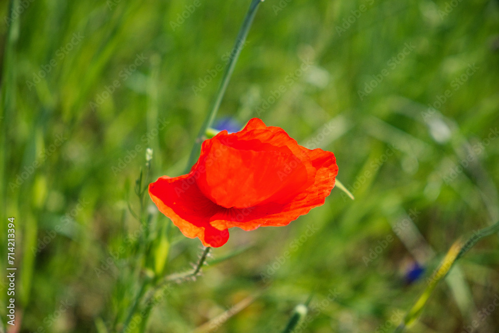 Close-up of a red poppy with detailed petals and stamen. Close-up of a red poppy with detailed petals and stamen.