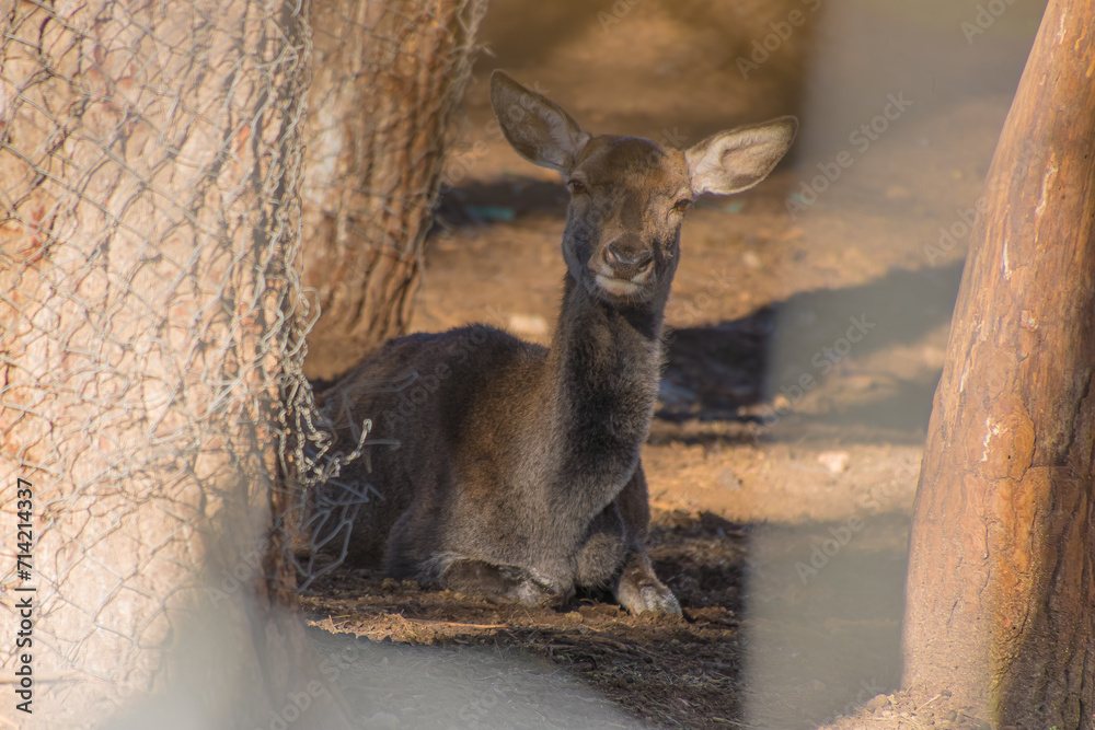 Fototapeta premium deer