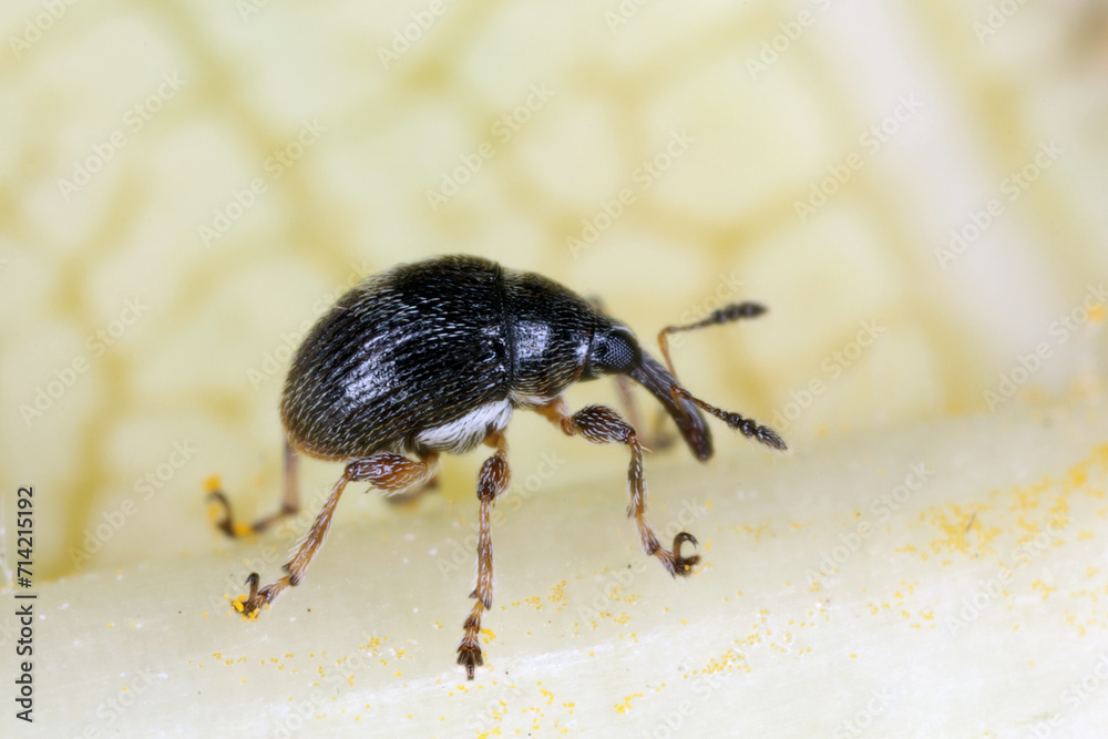 Fototapeta premium A small beetle of the family weevils (Curculionidae) observed on the island of Mauritius.
