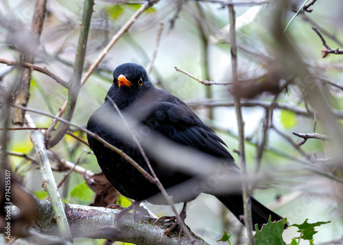 Photography Phoenix Park's Songster - Male Blackbird (Turdus merula) in Dublin