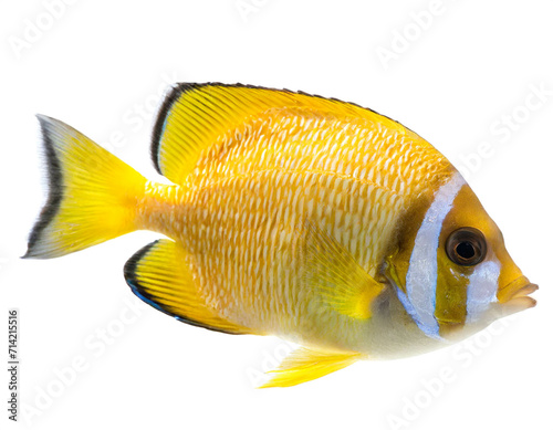 Gelber segelflossendoktor fisch isoliert auf weißen Hintergrund, Freisteller