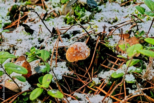Początki zimy w lesie. Mały, żółty grzyb, rosnący wśród igliwia i łodyg borówki brusznicy pokryty jest cienką warstwą śniegu.