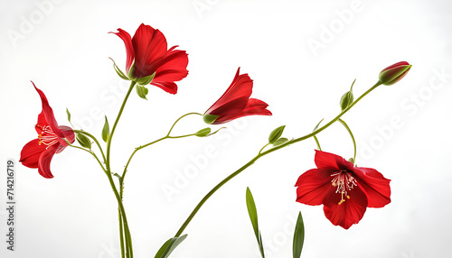 Red Flower on white background 