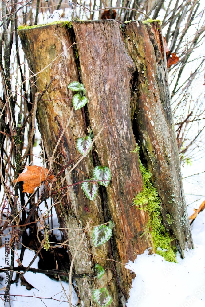 a tree stump standing out against the light snow background a tree stump standing out against the light snow background
