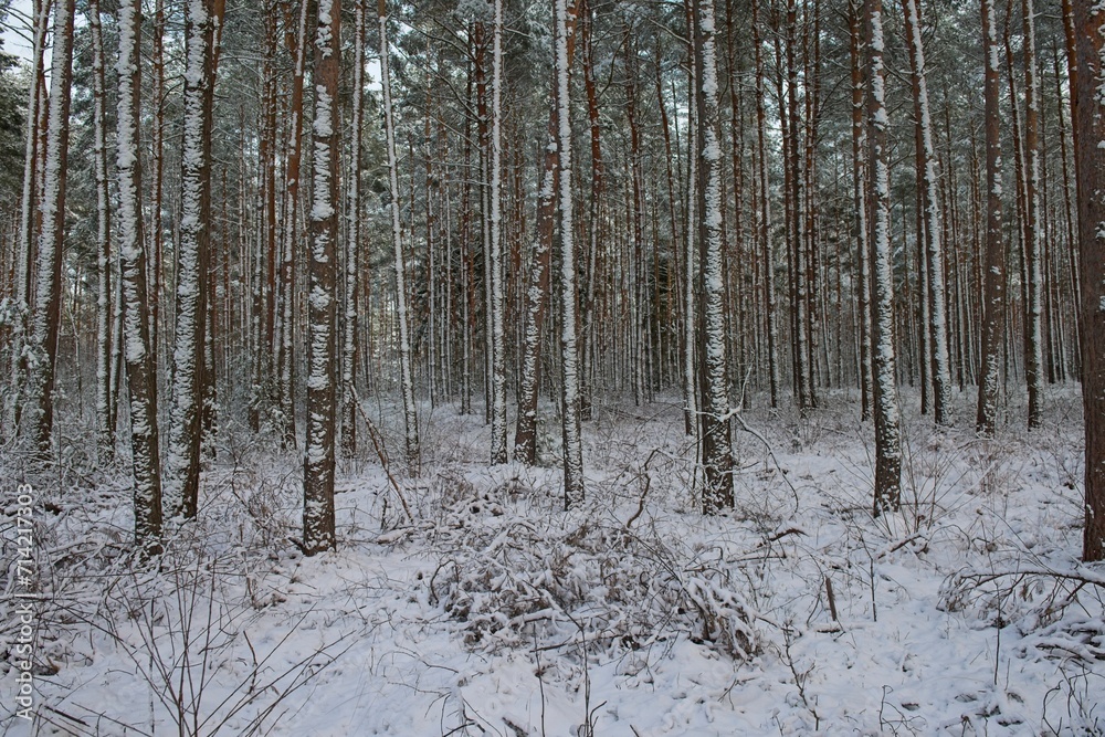 Wysoki, sosnowy las zimą. Śnieg pokrywa korony drzew, ziemię i oblepia smukłe wysokie pnie. Gałęzie drzew uginają się pod ciężarem śniegu. - obrazy, fototapety, plakaty 