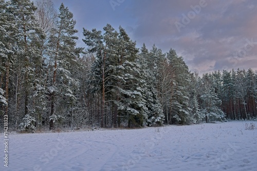 Równina, płaski teren pokryty polami uprawnymi. Ziemię pokrywa gruba warstwa białego śniegu. Na linii widnokręgu widać sosnowy las, korony drzew przykryte są śniegiem.