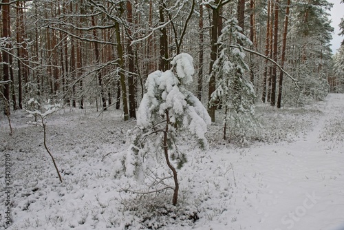 Wysoki, sosnowy las zimą. Śnieg pokrywa korony drzew, ziemię i oblepia smukłe wysokie pnie. Gałęzie drzew uginają się pod ciężarem śniegu.