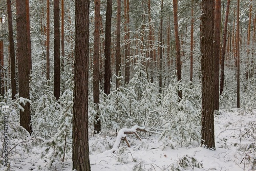 Wysoki, sosnowy las zimą. Śnieg pokrywa korony drzew, ziemię i oblepia smukłe wysokie pnie. Gałęzie drzew uginają się pod ciężarem śniegu.