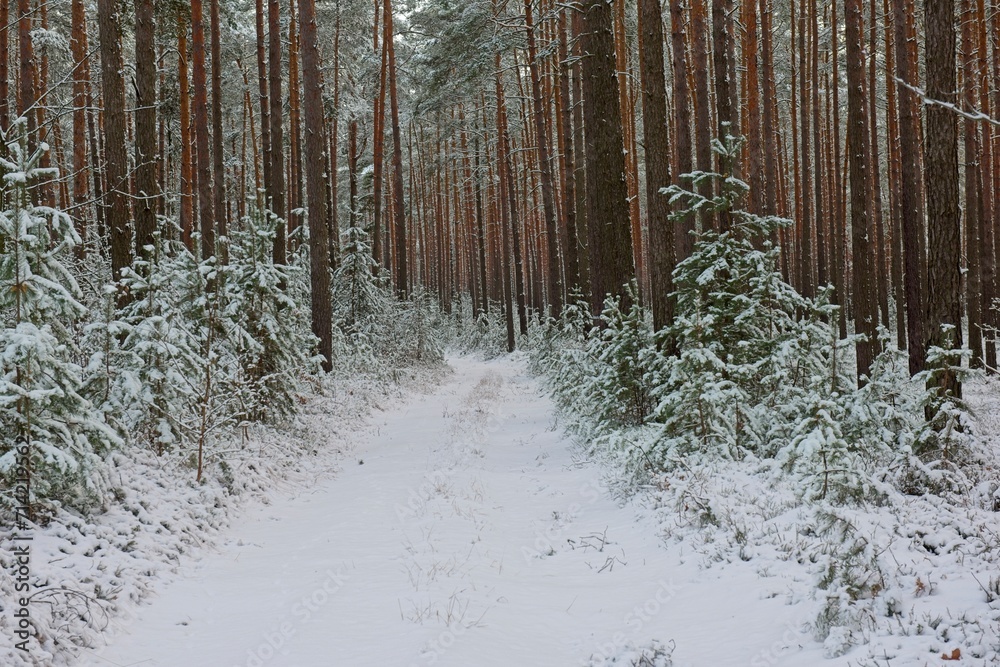 Wysoki, sosnowy las zimą. Śnieg pokrywa korony drzew, ziemię i oblepia smukłe wysokie pnie. Gałęzie drzew uginają się pod ciężarem śniegu.