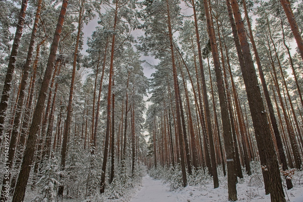 Wysoki, sosnowy las zimą. Śnieg pokrywa korony drzew, ziemię i oblepia smukłe wysokie pnie. Gałęzie drzew uginają się pod ciężarem śniegu.