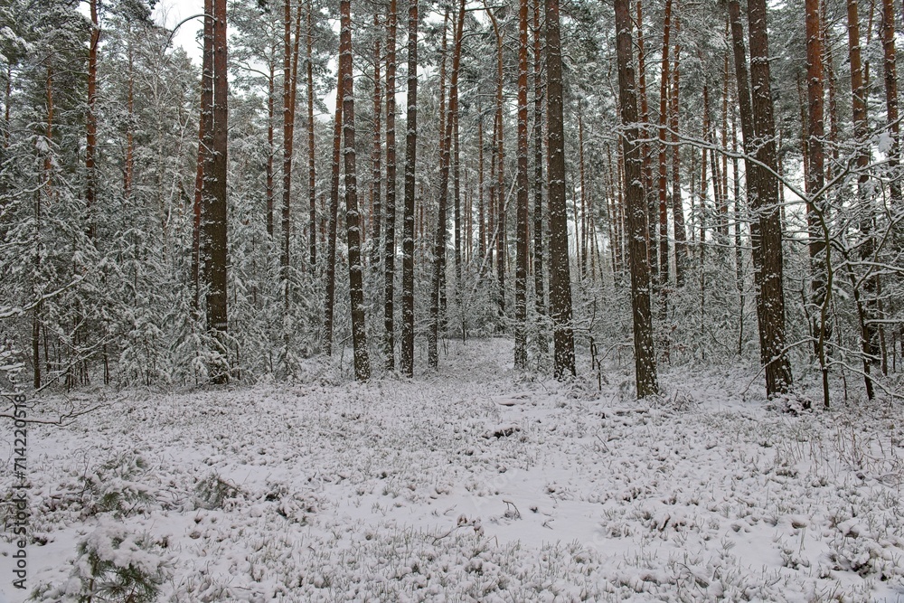 Wysoki, sosnowy las zimą. Śnieg pokrywa korony drzew, ziemię i oblepia smukłe wysokie pnie. Gałęzie drzew uginają się pod ciężarem śniegu.