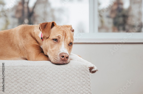 Bored dog lying on chair in front of window on a rainy day. Lonely large puppy dog with sad or depressed look resting in living room. 1 year old female boxer pit bull mix dog, fawn. Selective focus.
