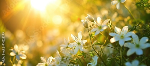 Blooming white flowers surrounded by green nature and shining sun look amazing. photo