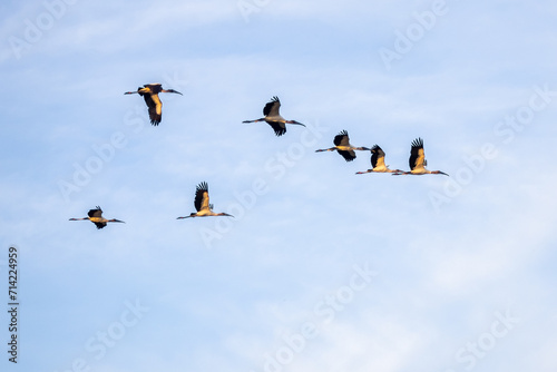 grupo de cigüeñas americana calva volando en el cielo azul, en autlan de navarro, jalisco photo