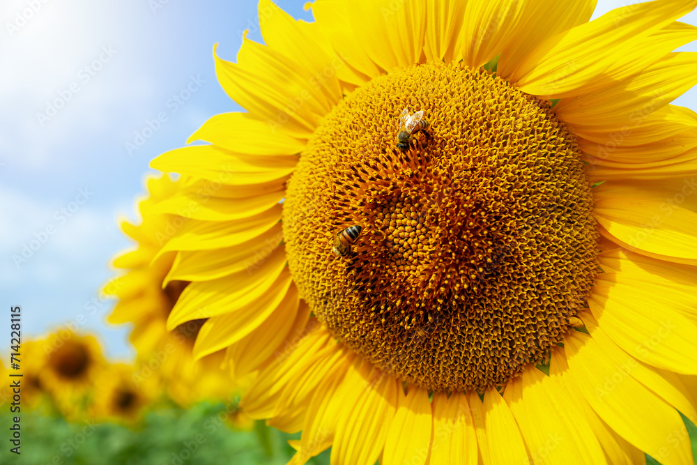 Obraz premium Detail of a sunflower in full spring bloom with bees collecting nectar.