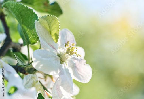 Fototapeta Naklejka Na Ścianę i Meble -  Blooming flowers of apple tree. Close up of apple bud.	
