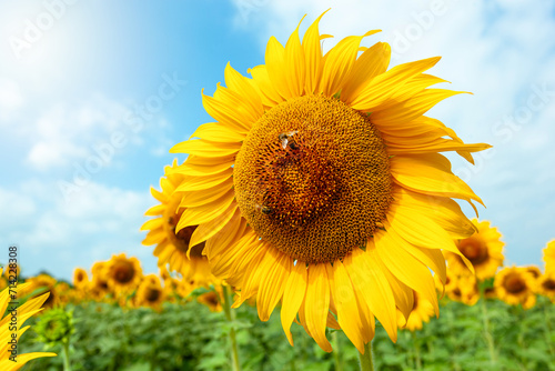 Detail of a sunflower in full spring bloom with bees collecting nectar.