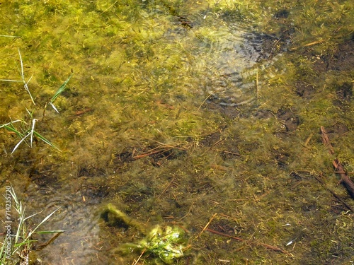 Pesciolini si intravedono tra le acque del Lago di Pergusa. photo