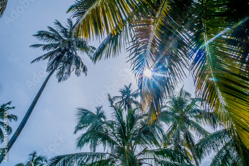 palm trees against sky