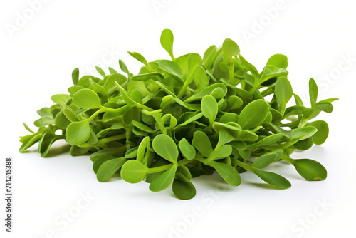 Purslane plant, isolated white background