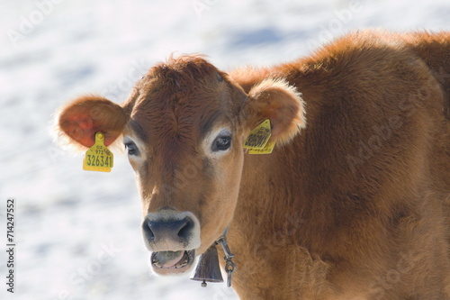 Cow on the pasture showing her tongue and teeth in open mouth. Funny animal photo. 