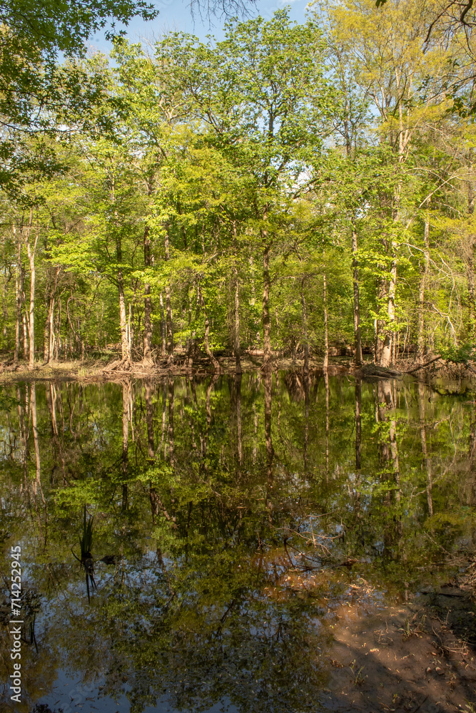 Tree Reflection